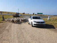 Sheep on a rural road